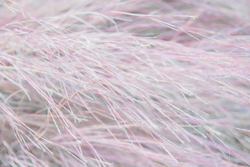 Macro texture of Dry seeds of reed