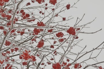 Red Rowan berries on a branch