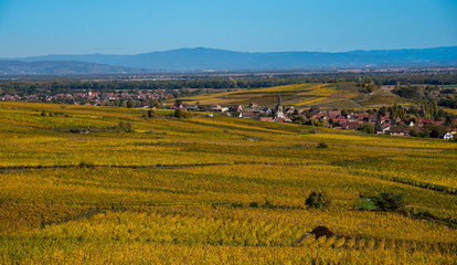 Weinberge bei Eguisheim im Elsass