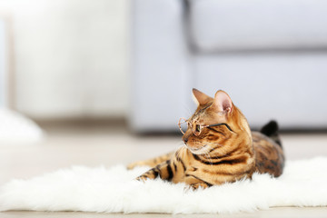 Beautiful brown cat lying on white carpet at home