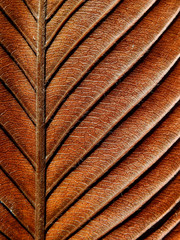 dry autumn brown leaf texture