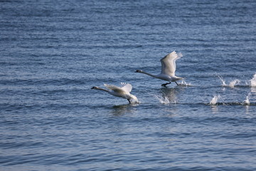 aves varias 