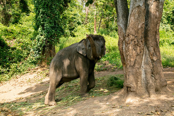 Obraz premium Thai Elephant in jungle