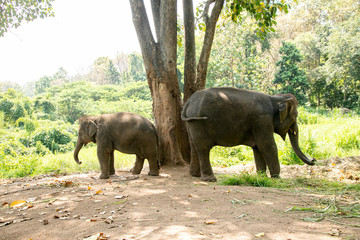 Fototapeta premium Thai Elephant in jungle
