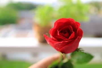 Fresh red rose with water drops in summer morning. Flower and Valentine's day concept.