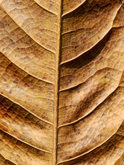 dry brown leaf texture