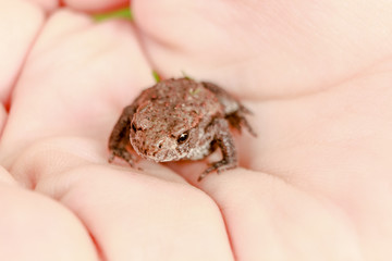 Frosch auf Hand