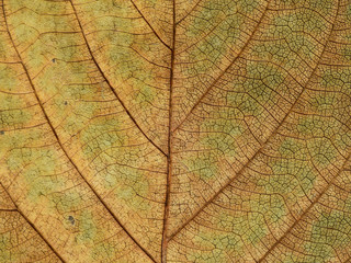 Naklejka na ściany i meble autumn dry leaf texture