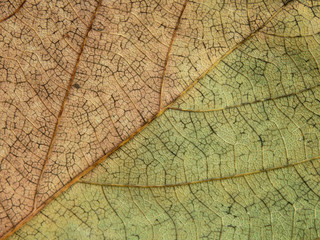 autumn dry leaf texture