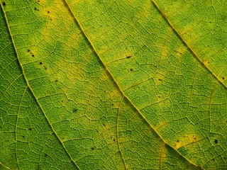autumn leaf texture