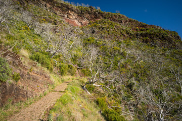 Bare tree scraps amidst common broom