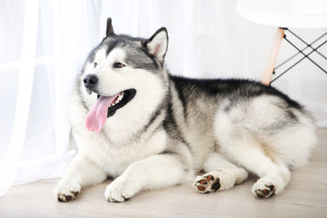 Malamute dog lying on the floor at home