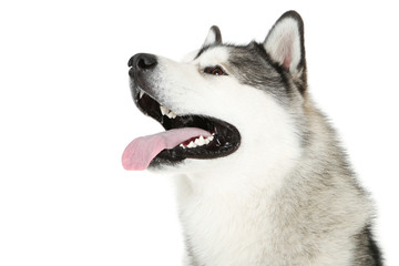 Malamute dog isolated on white background