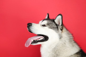 Malamute dog on red background