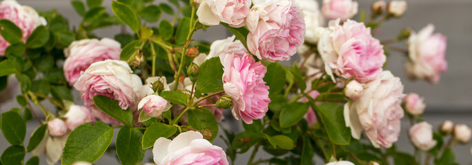 Blooming pink rose in the garden on a sunny day. Roses Banner