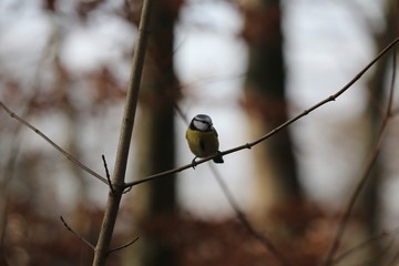 aves varias 