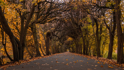 Scenic alley in the Oliwa park in autumn scenery. Straight from Tolkien`s books. - obrazy, fototapety, plakaty