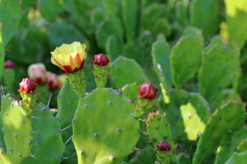 室戸岬の海岸に自生するウチワサボテン（高知県）