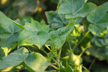 Green cotton field in India 