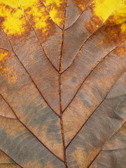 dry brown teak leaves texture