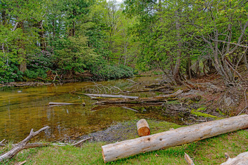 奥日光 湯ノ湖 湖畔の風景