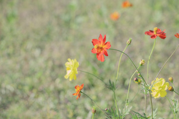 オレンジのキバナコスモス