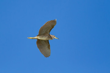 Obraz premium Young black-crowned night heron flying over the lake Balaton in Hungary