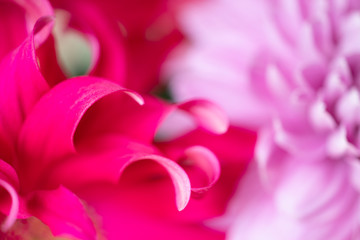 Colorful Flower leaves in bouqet of flowers