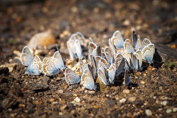 Many butterflies resting together
