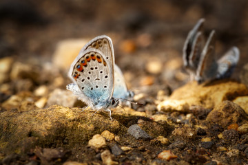 Many butterflies resting together
