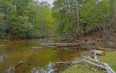 奥日光 湯ノ湖 湖畔の風景