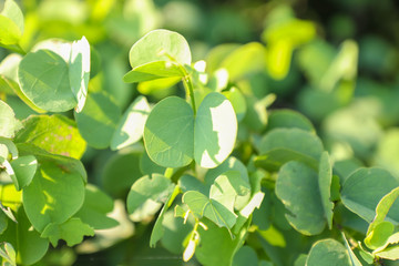 The branch of the Apta tree leaf, which has symbolic importance on the occasion of Dussehra festival.