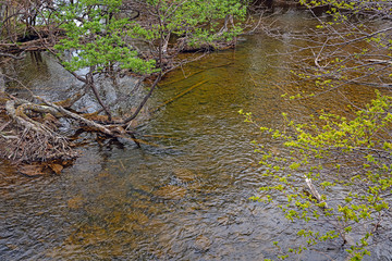 奥日光 湯ノ湖 湖畔の風景