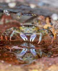 Crab under a rock 