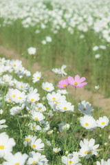 わずかに咲くピンクのコスモス