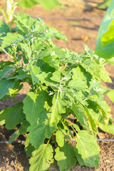 eggplant field in indian farm 