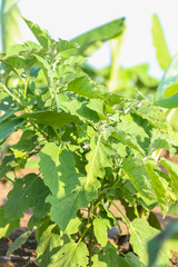 eggplant field in indian farm 
