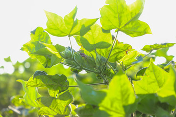 Green cotton field in India 