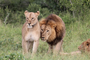 lion and lioness