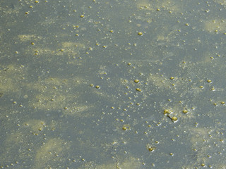 Bubbles in waste water texture