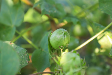 Green cotton field in India 