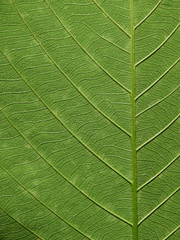 green leaves texture