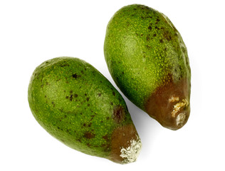 Rotten avocado from the fridge, spoiled fruits. Isolated on white background. Drops of condensation on the skin. Storage violation. Persea americana. Green berry.