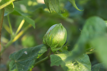 Green cotton field in India 