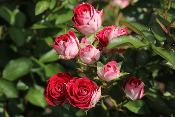 薔薇　ばら　岳の夢