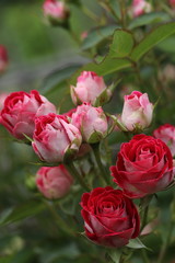 薔薇　ばら　岳の夢