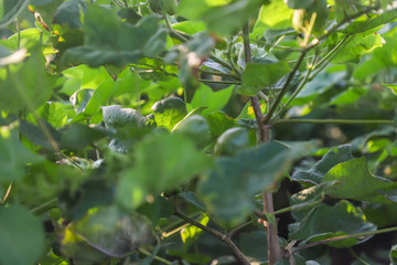 Green cotton field in India 