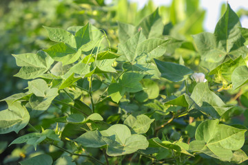 Green cotton field in India 