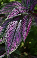 persian shield purple garden plant