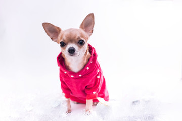 Smooth-haired Chihuahua dog dressed in a red Christmas sweater sitting wrapped in a white tinsel. Chihuahua Girl looks nice on a white background. New year concept.